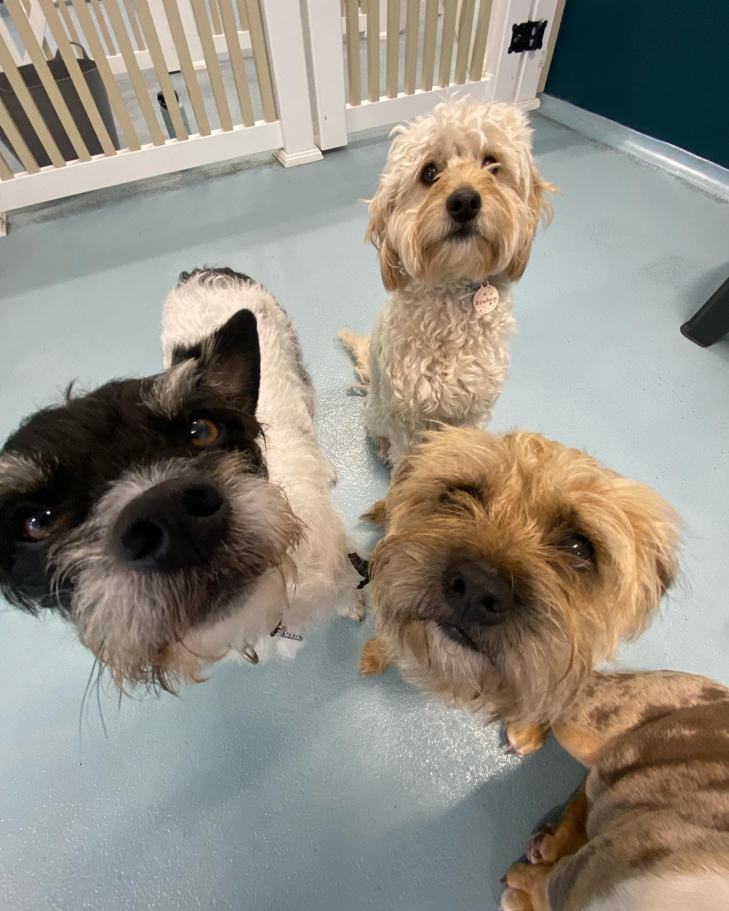 Happy dogs sitting at Kip Newtown