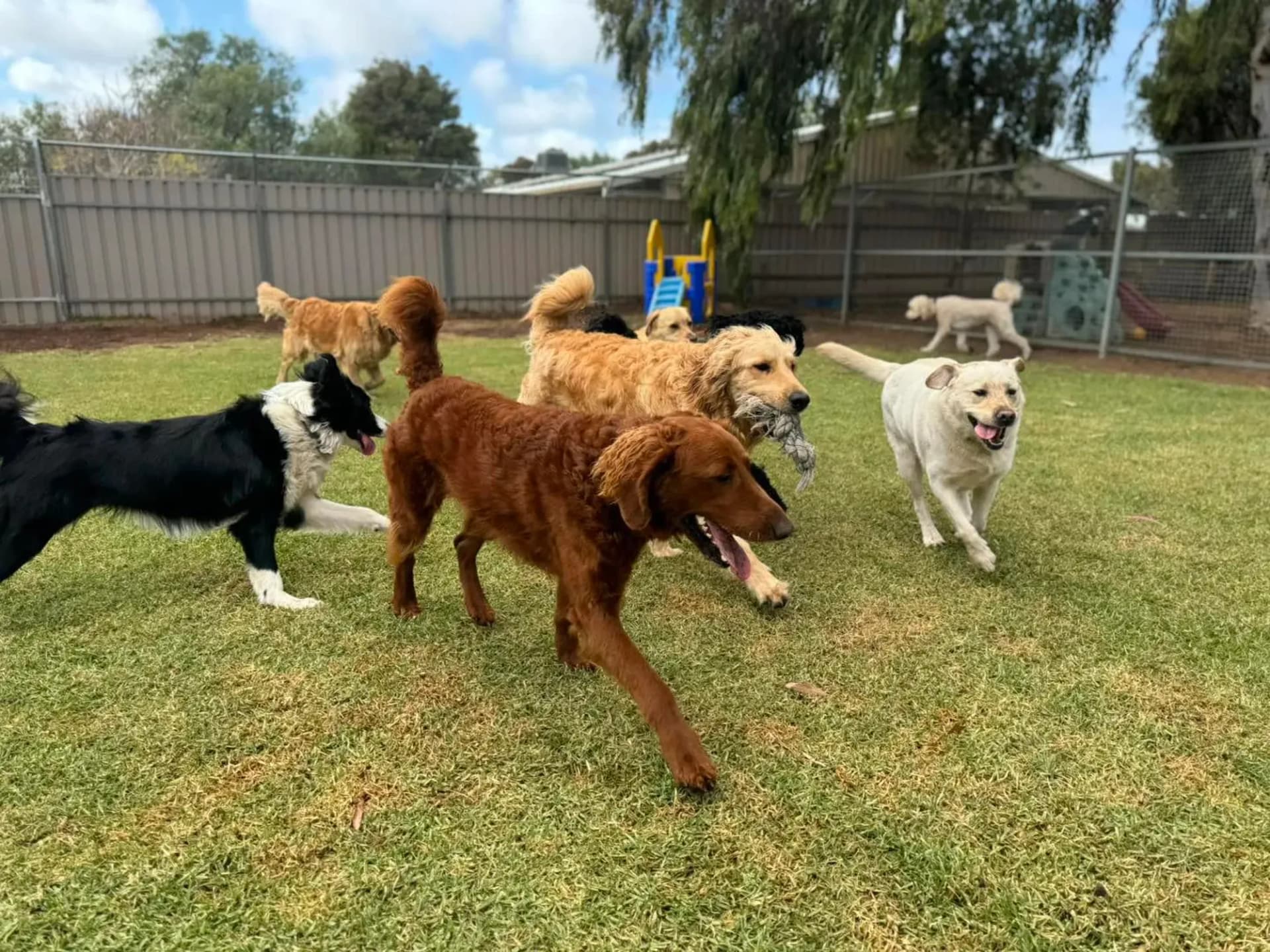 Play time for dogs at Kip