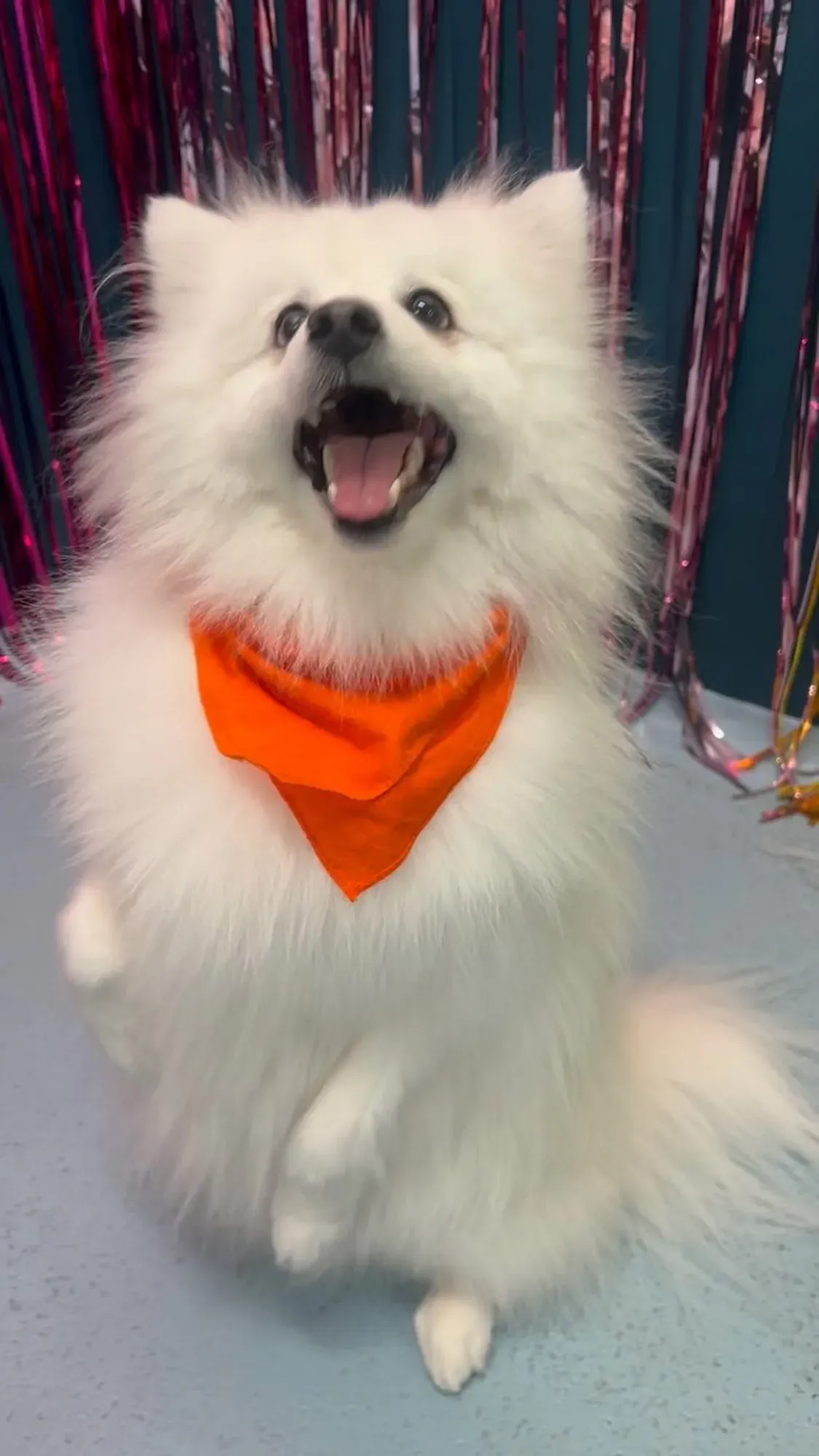 Professionally Groomed dog