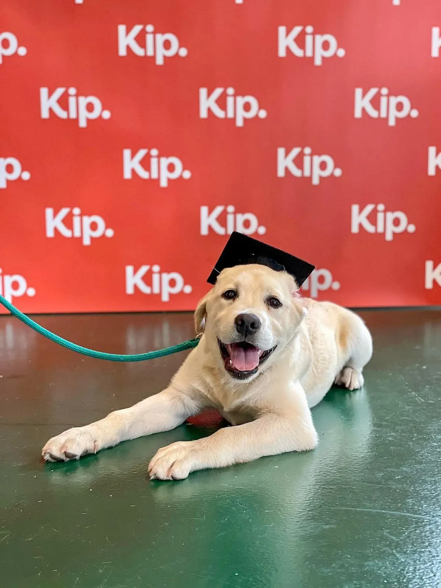 Puppy scrool graduate with graduation hat