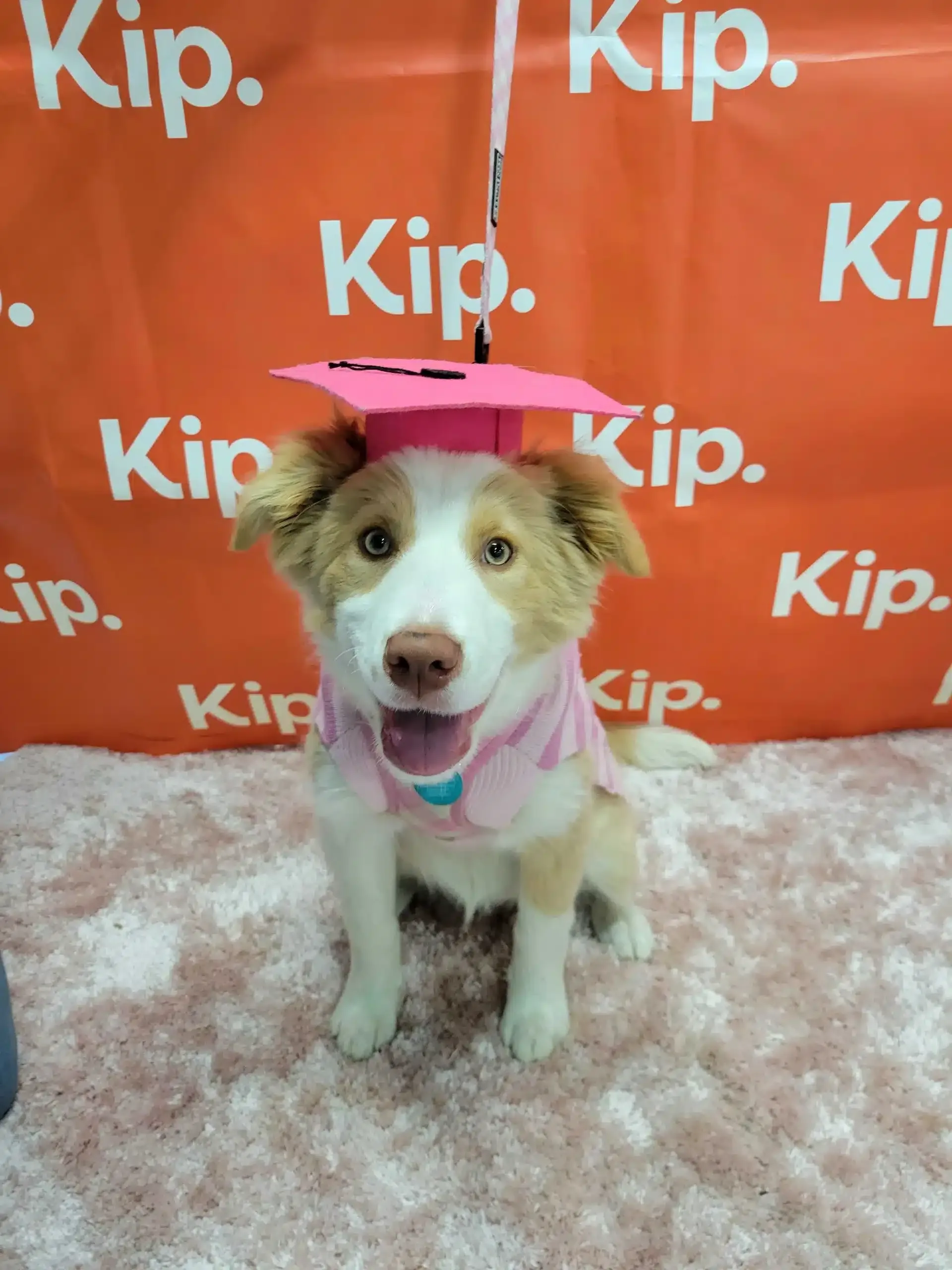 Puppy school graduate