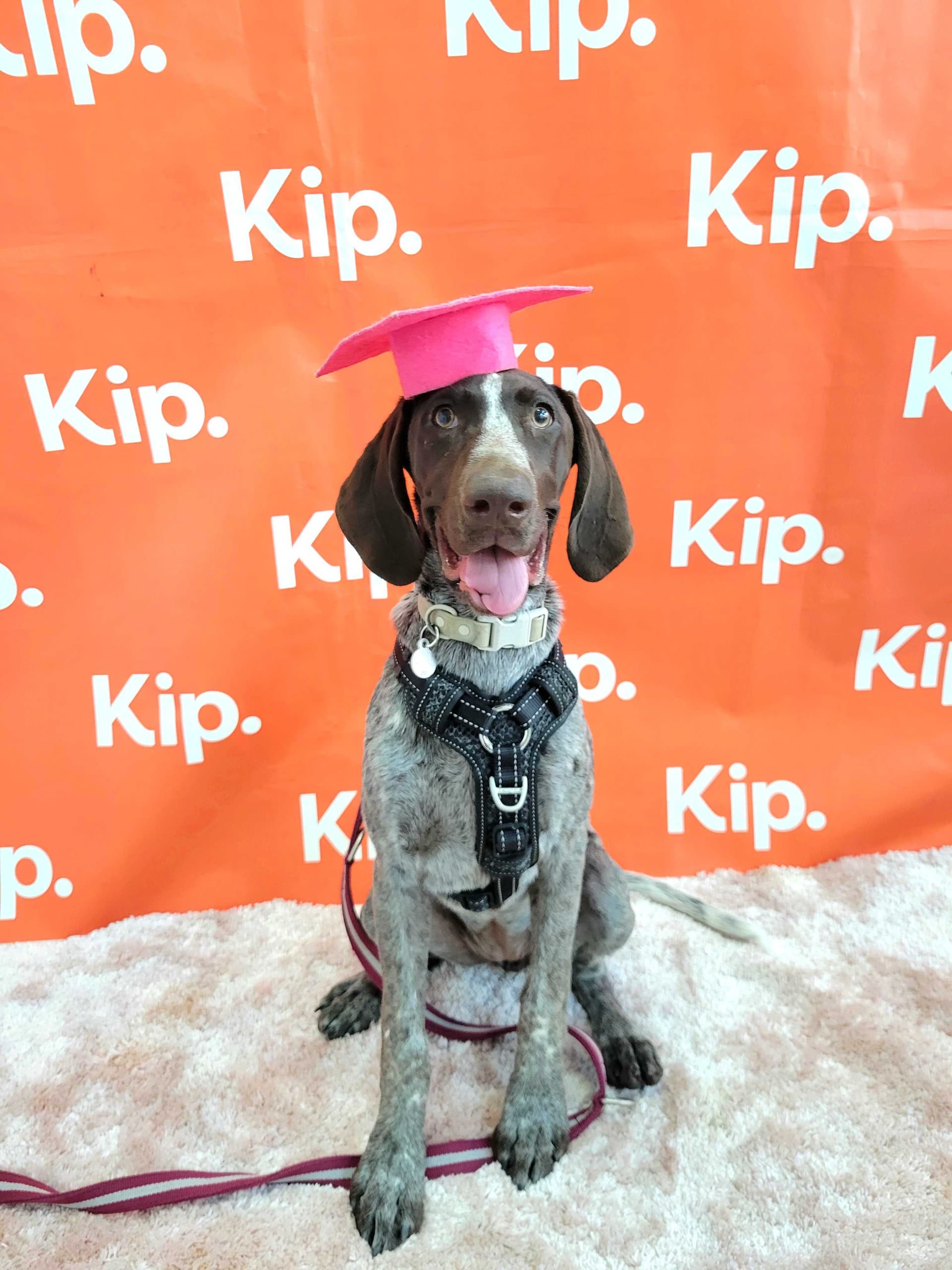 Puppy with a graduation hat at Kip 