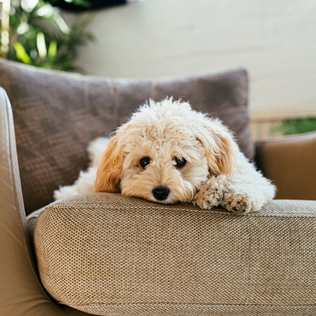 Sad puppy on couch
