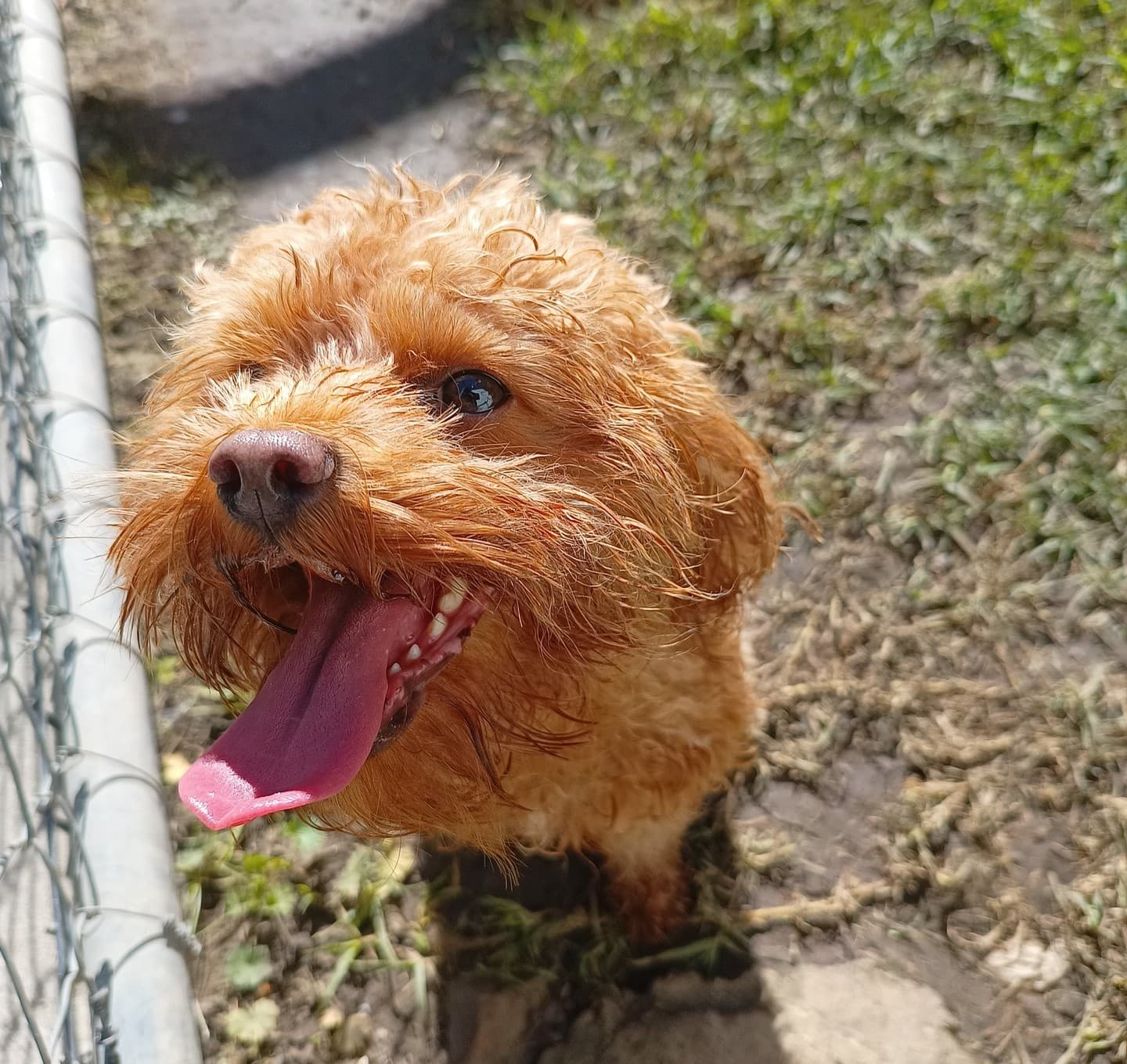Safe dog