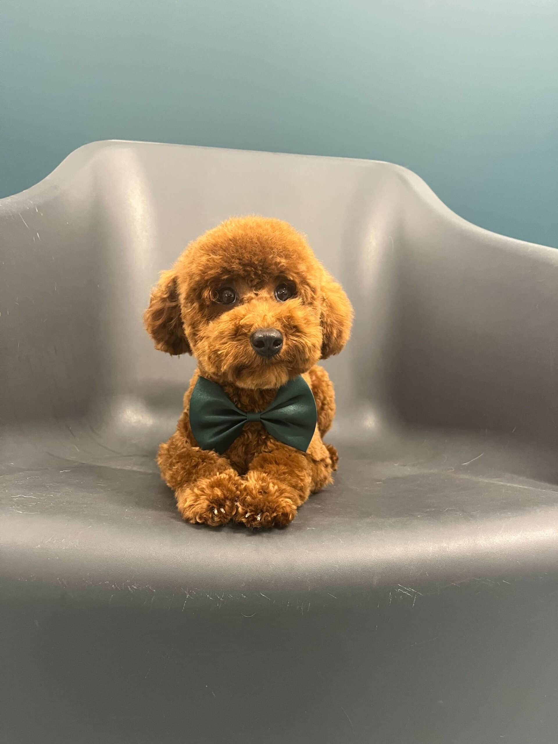 Small dog well groomed
