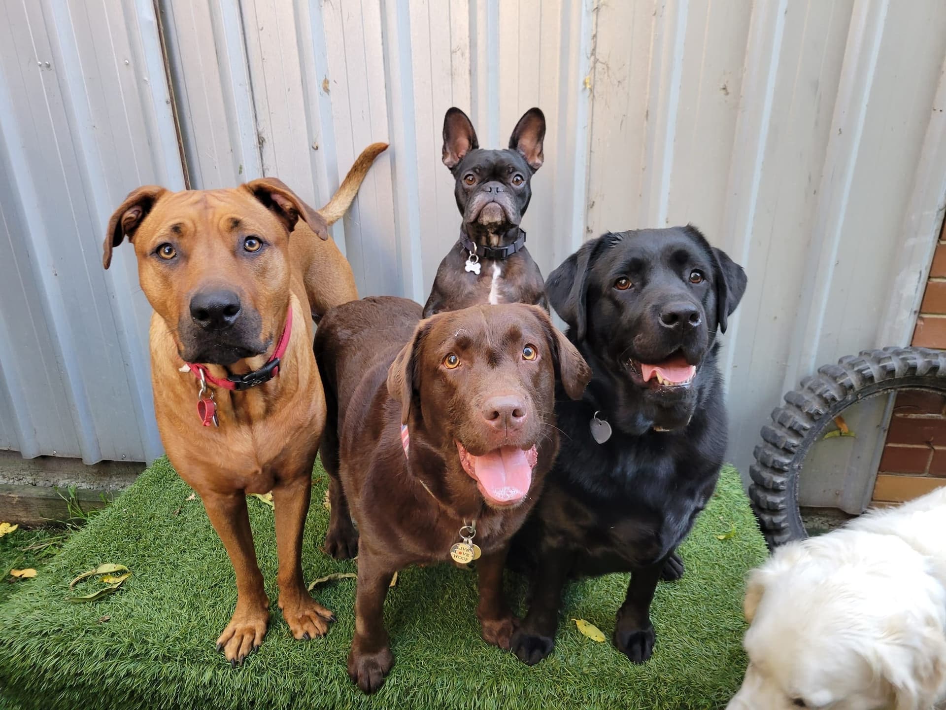 Four happy dogs outdoors at Dog Daycare Thomastown
