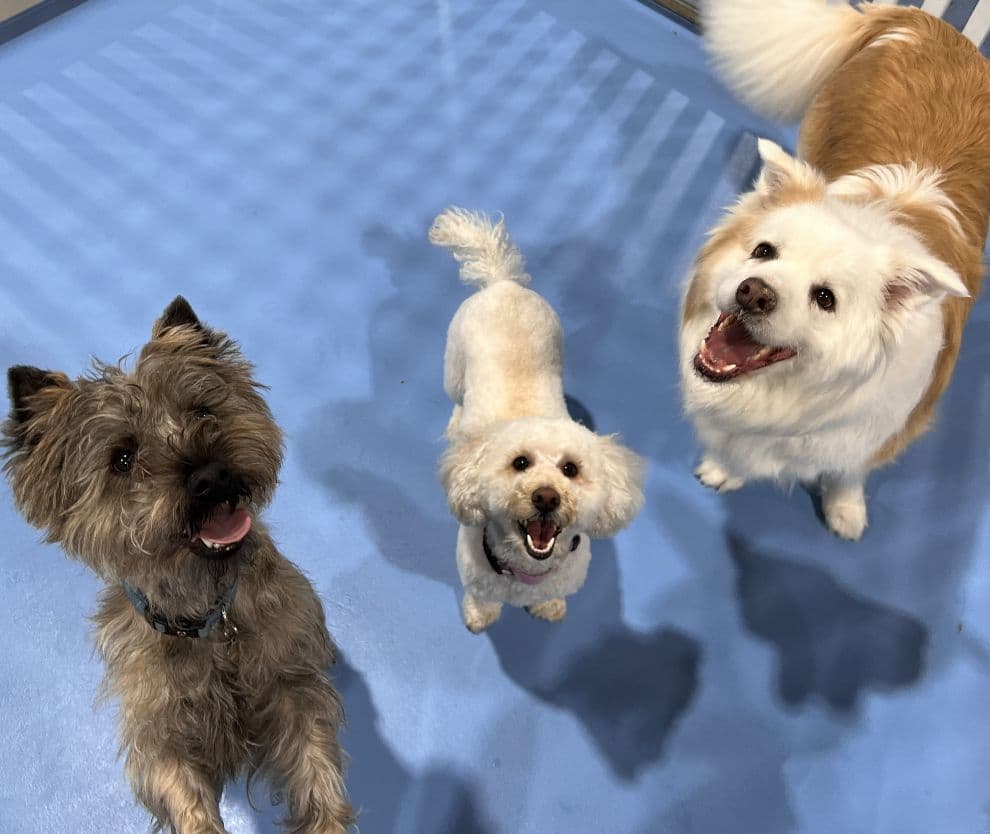Three dogs at Kip Hindmarsh