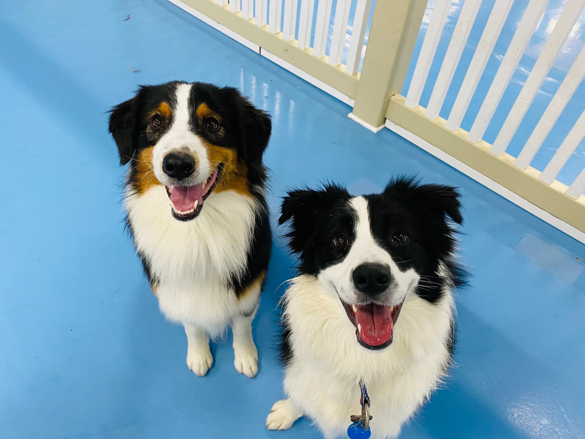 Two dogs at Kip Bayside