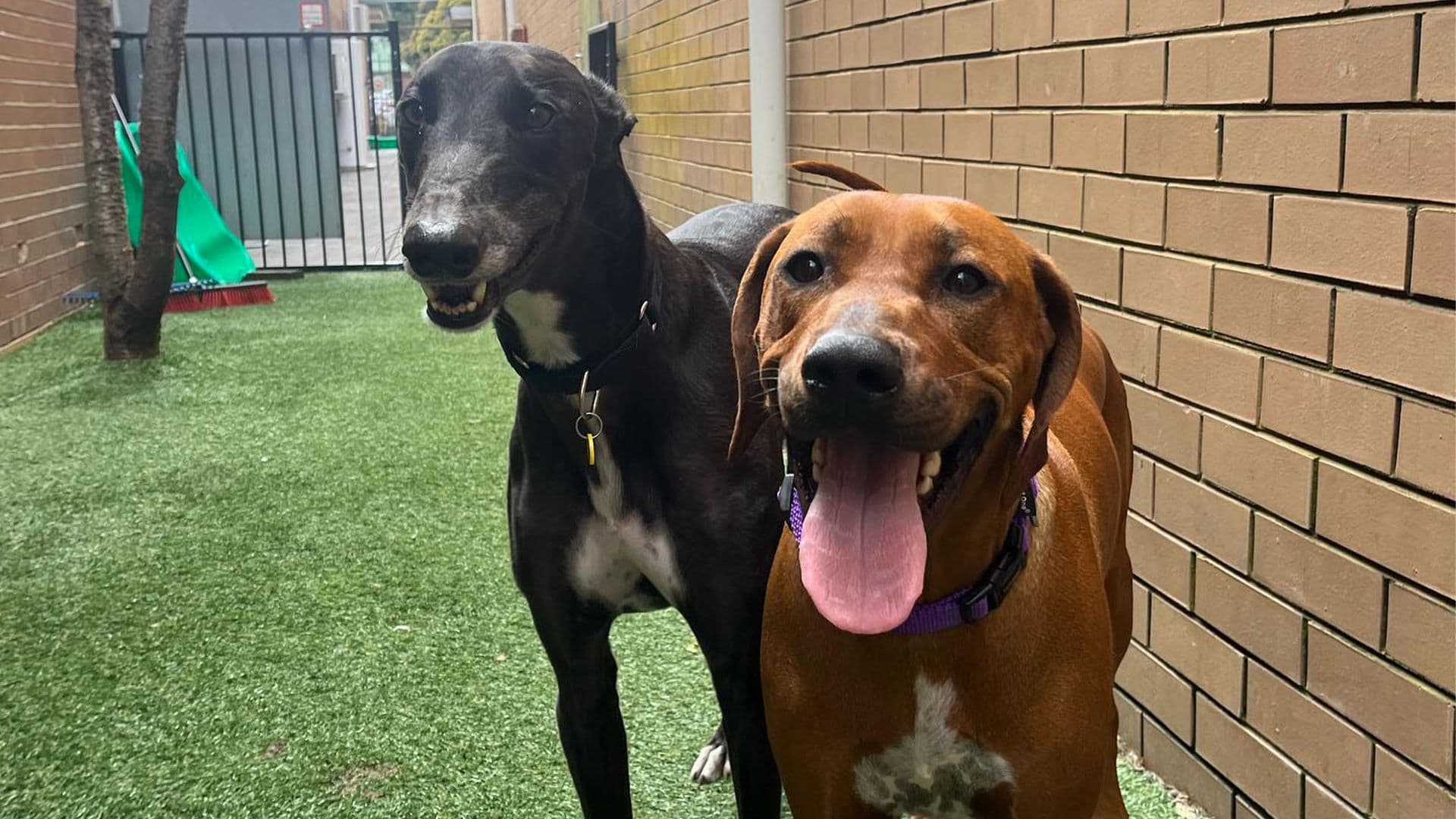 Two dogs at Kip Thomastown doggy daycare
