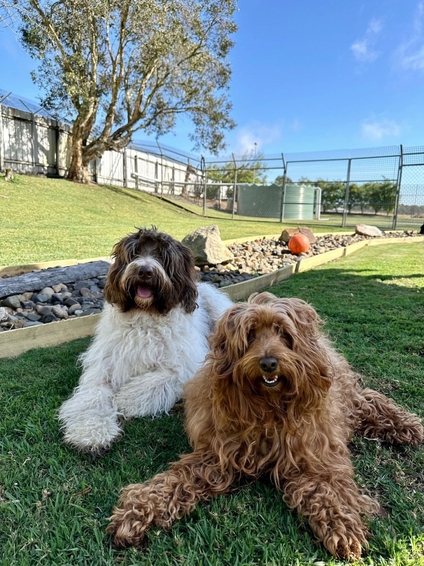 Two dogs outdoors at Kip Imparra