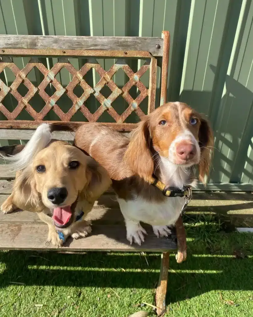 Two dogs looking at camera