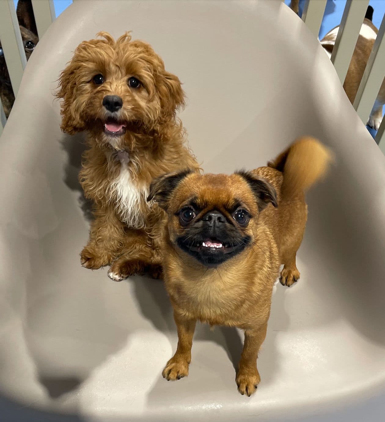 Two dogs on a chair