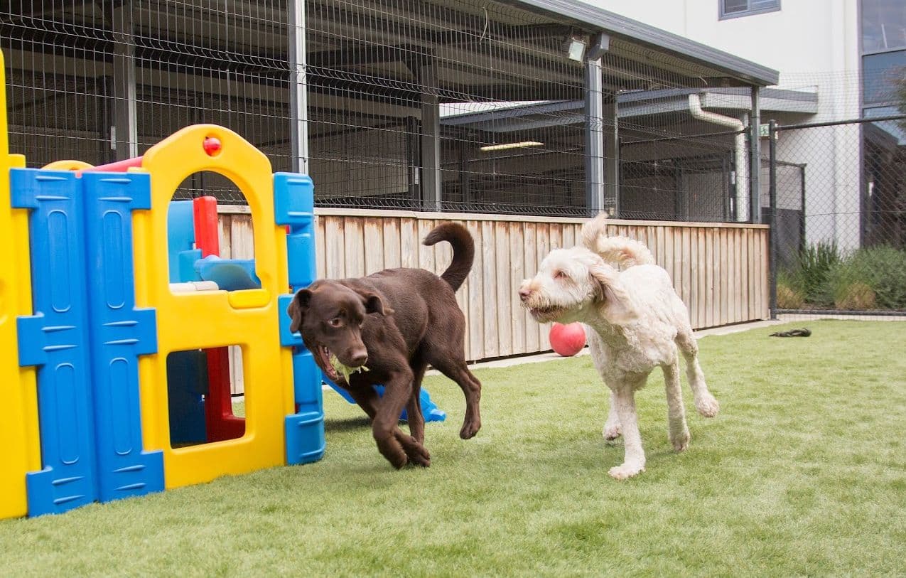 Two dogs playing safely