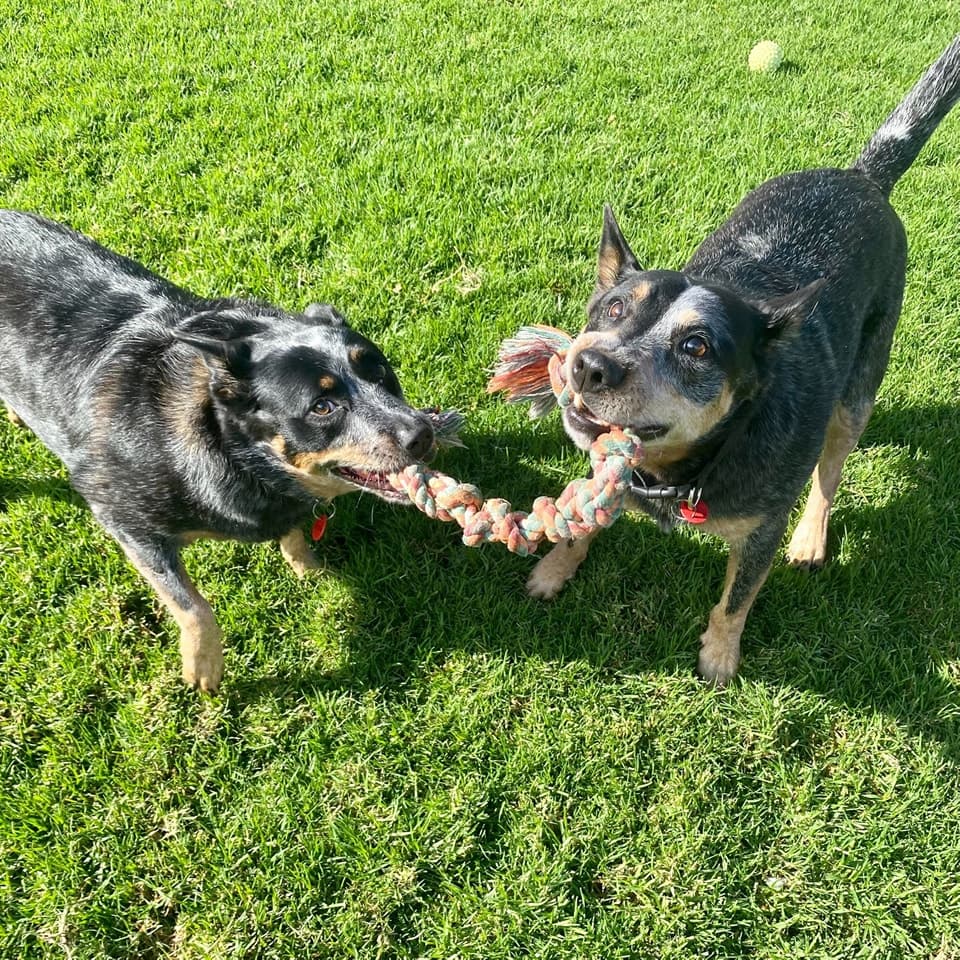 Two dogs playing with a rope toy