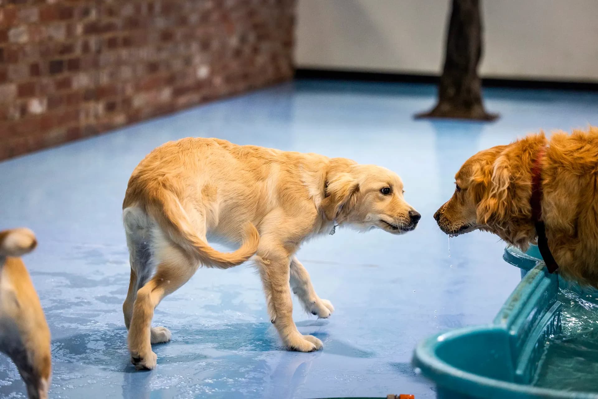 Two dogs socialising
