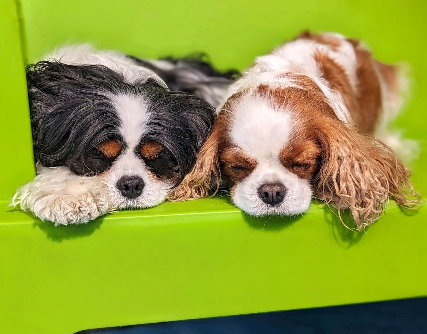 Two sleepy dogs