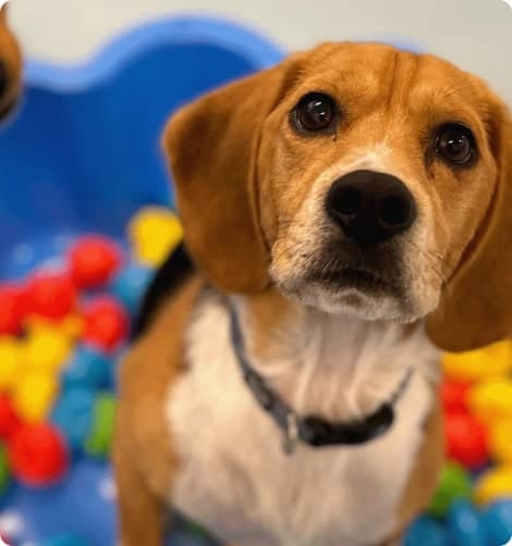 Dog on pool filled with balls looking at camera
