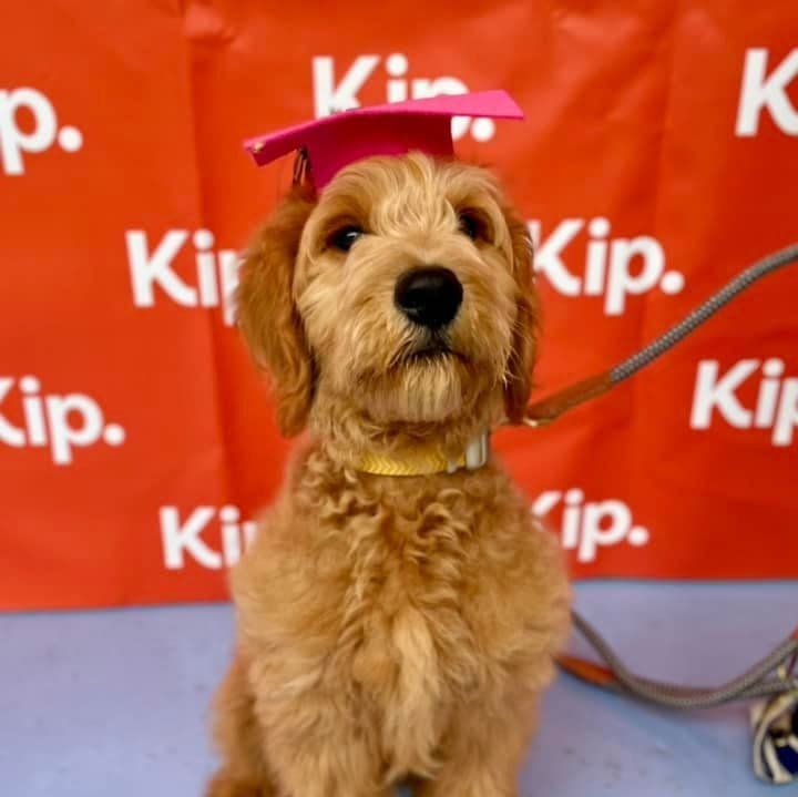 Puppy school graduate