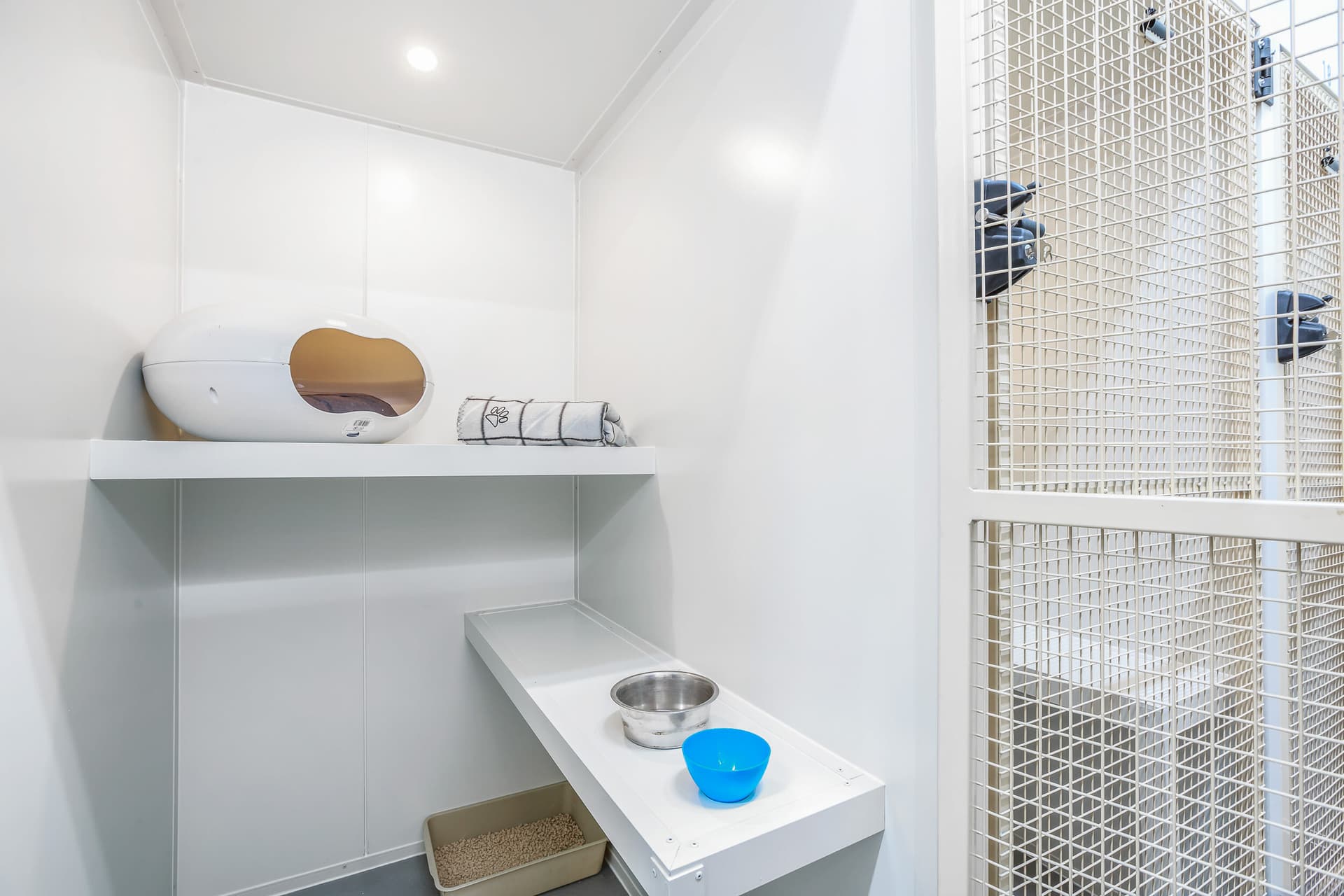 Classic Cat Room image