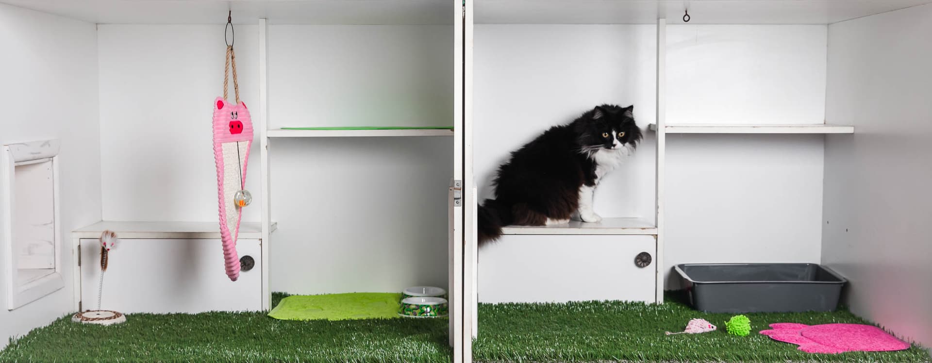 Classic Cat Room image