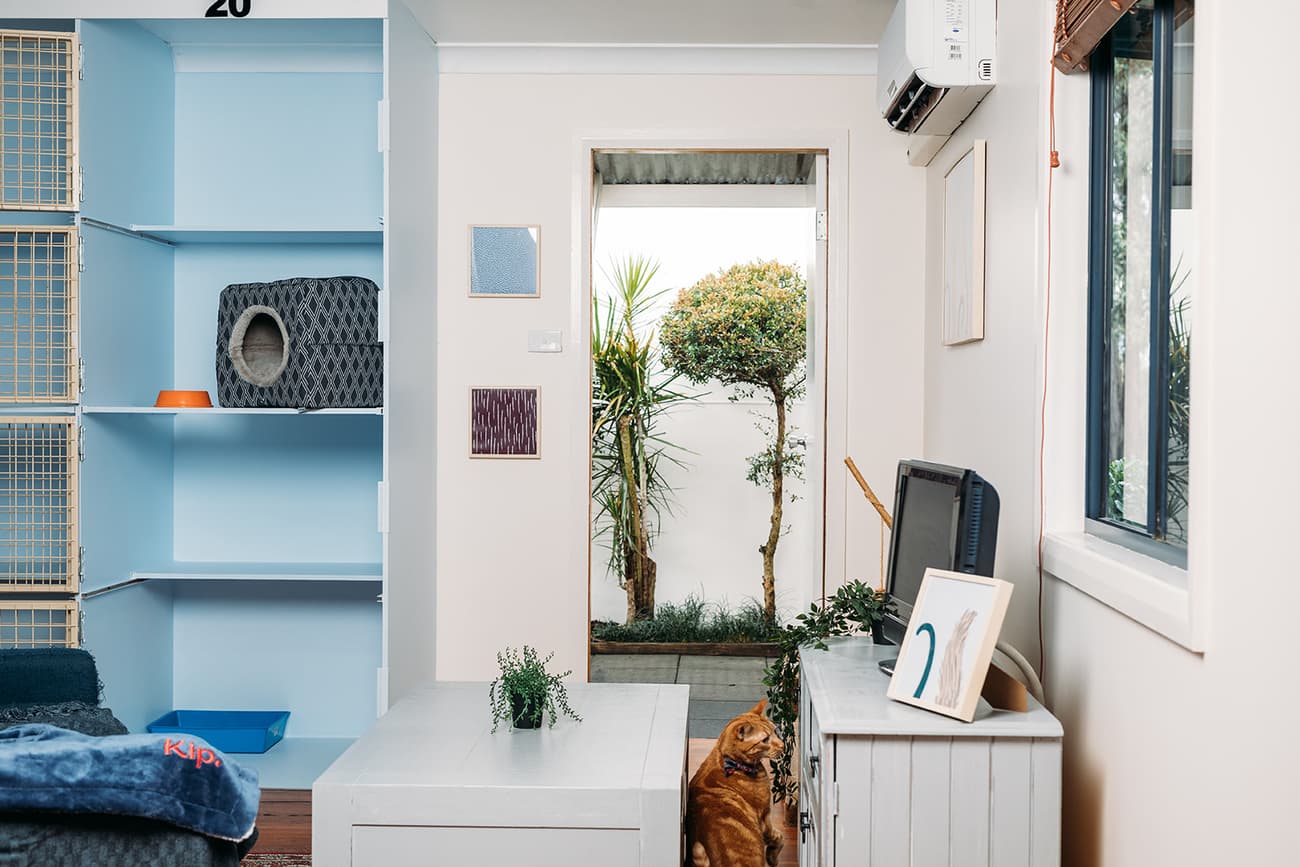 Classic Cat Room image