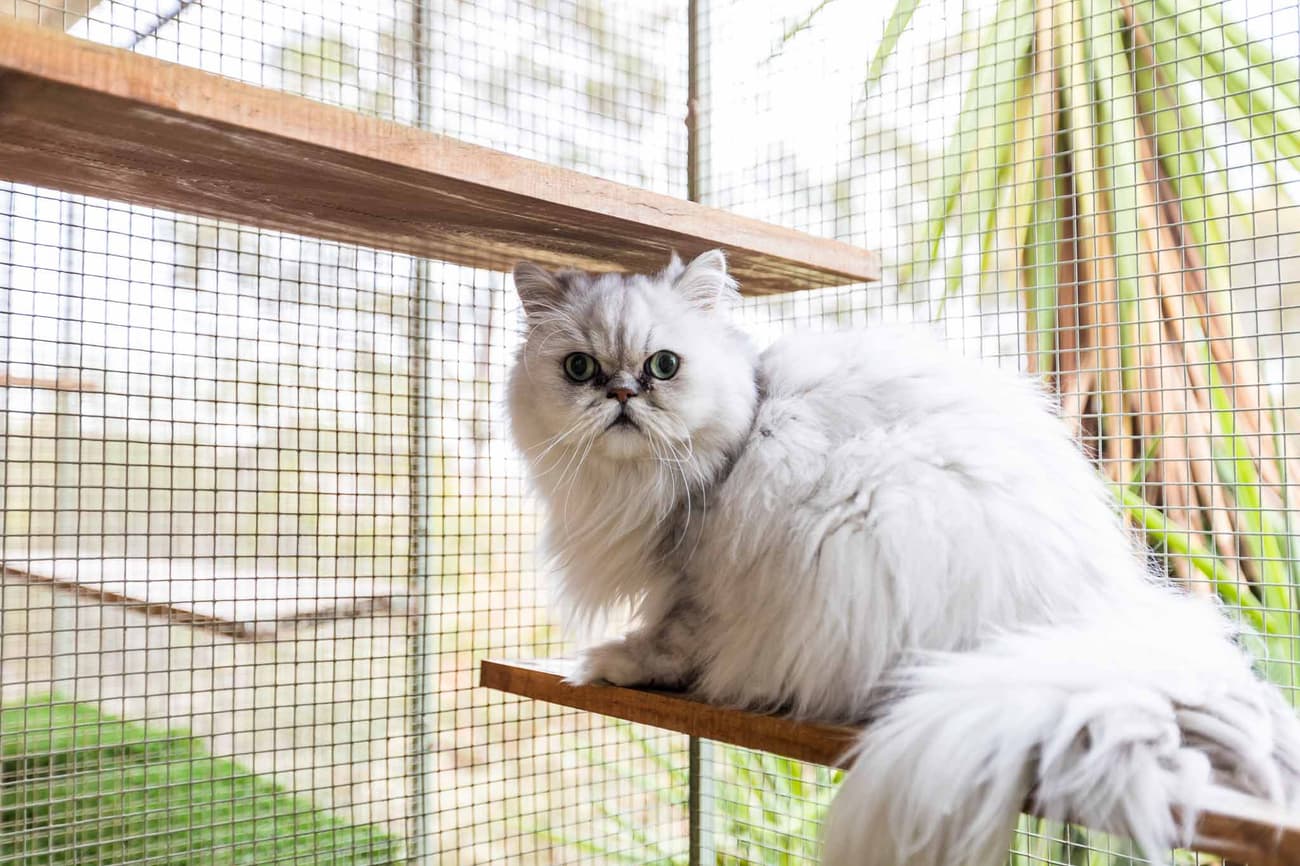 Classic Cat Room image