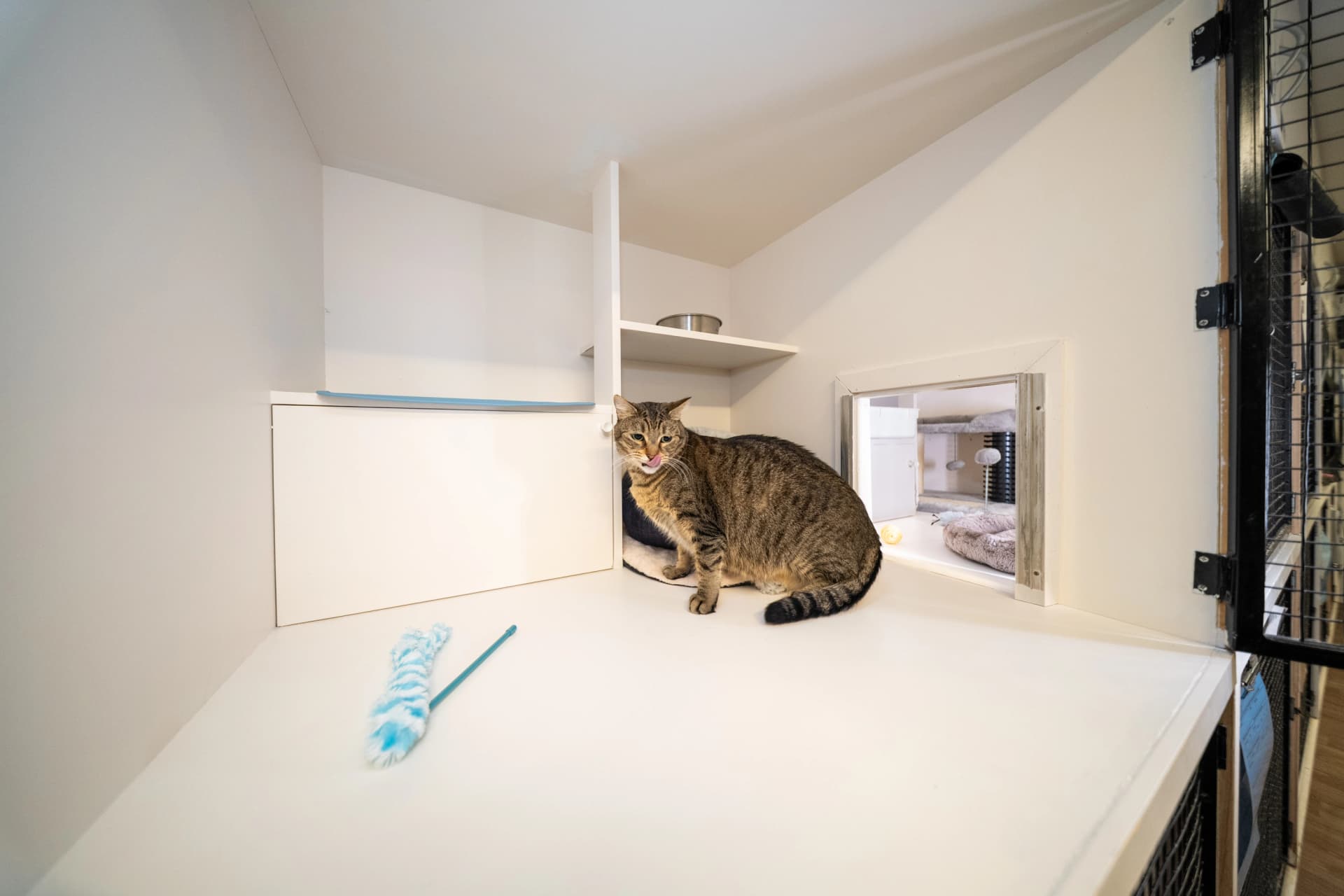 Classic Cat Room image 3