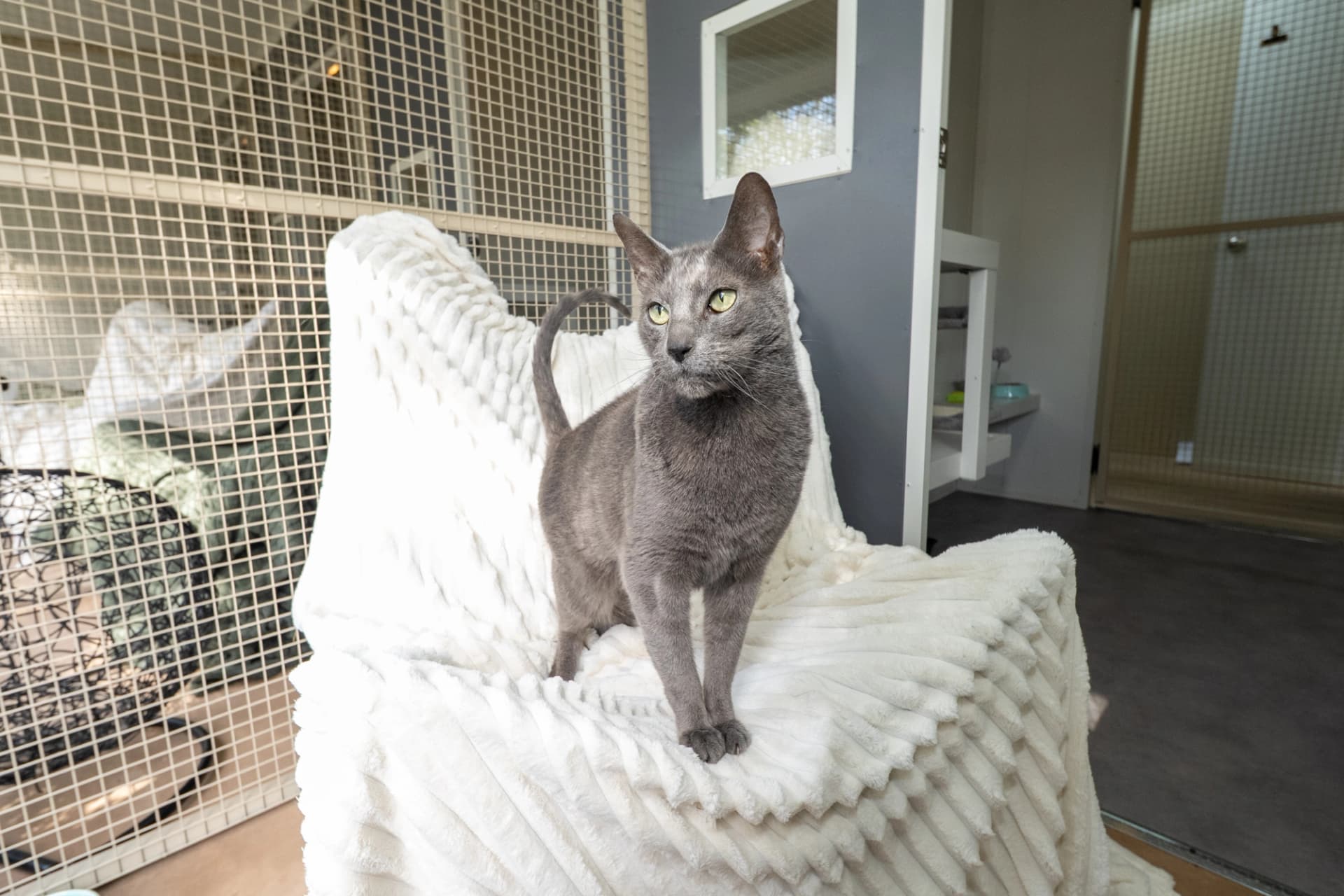 Cat Villas image 2
