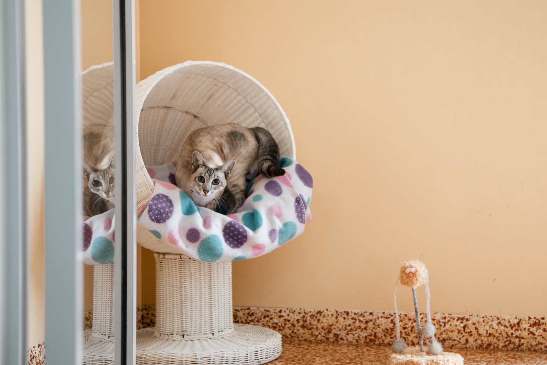 Executive Cat Room image