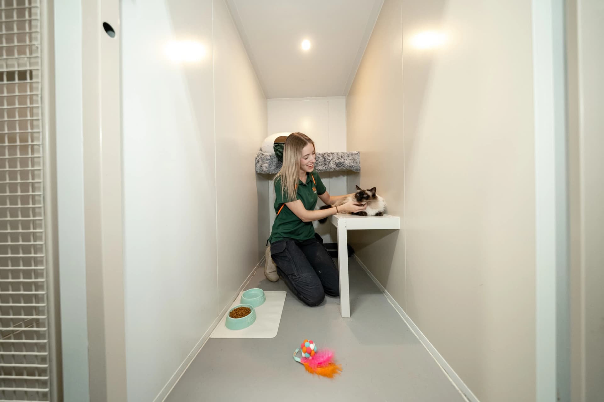 Classic Cat Room image 2