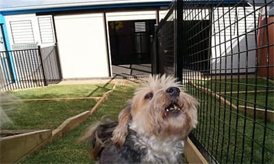 Lil' Doggy Fun House image 2