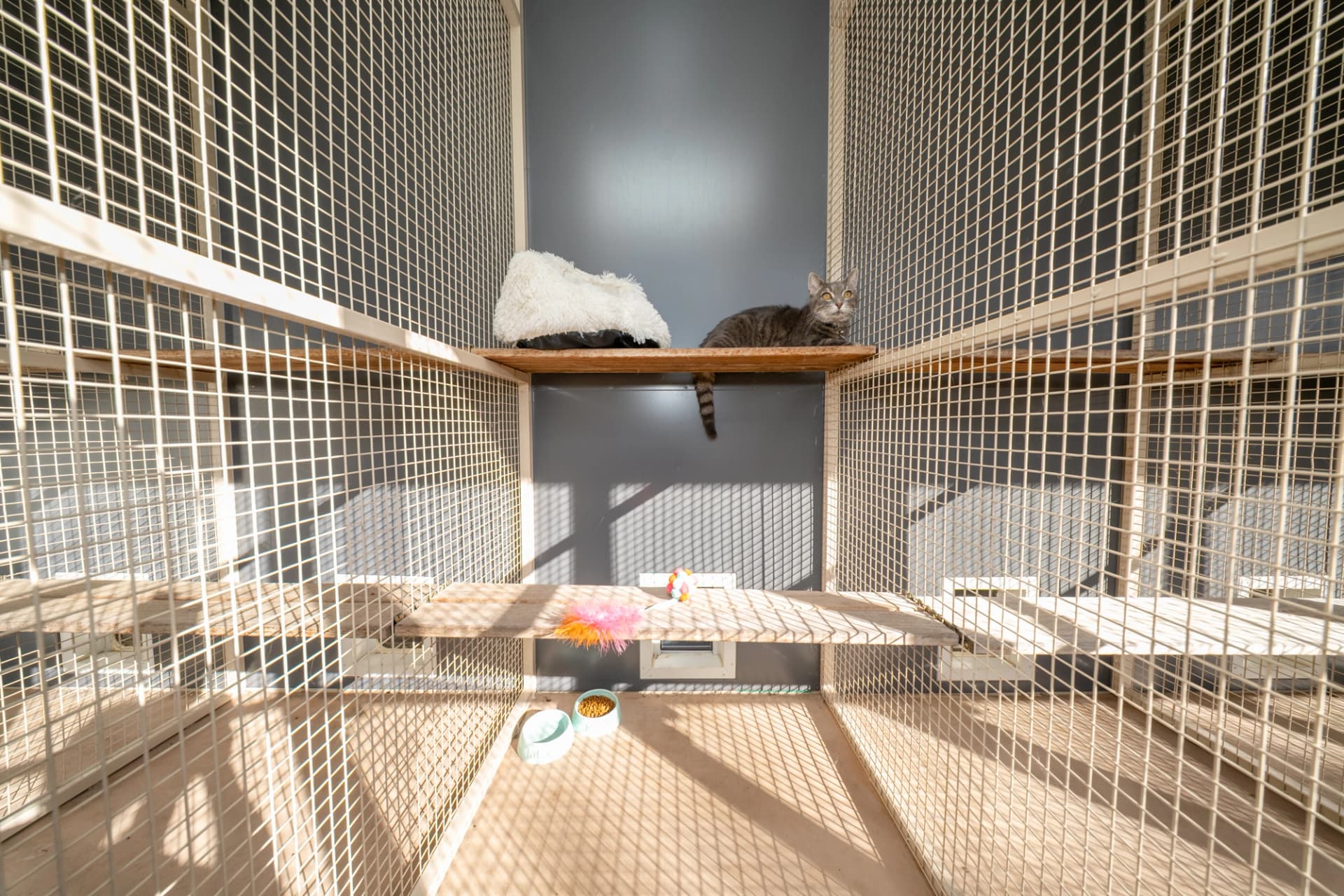Cat Suite Inside/Outside image 2