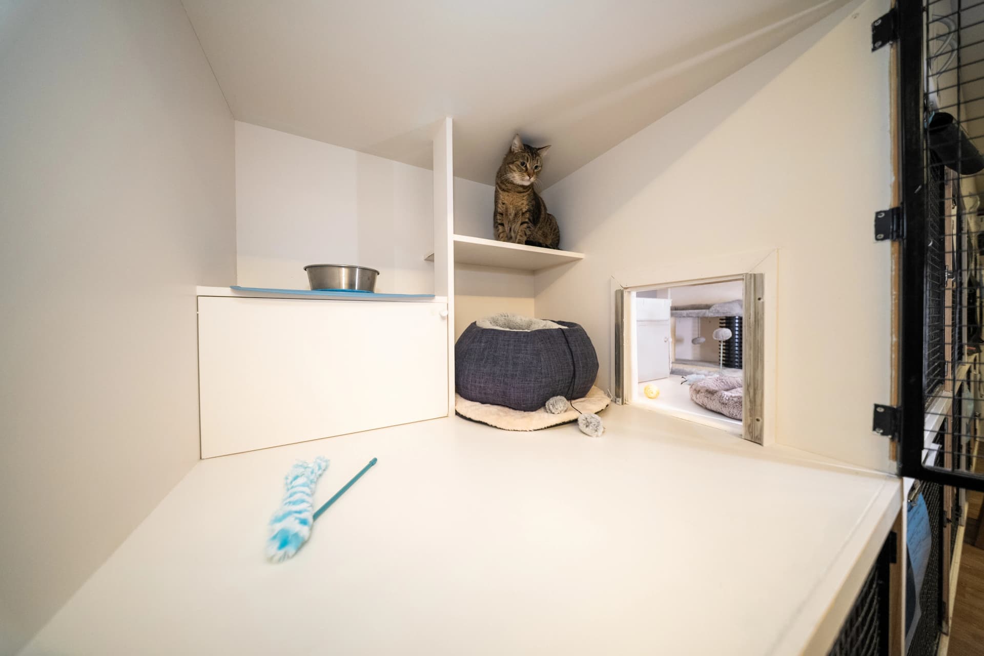 Classic Cat Room image 2