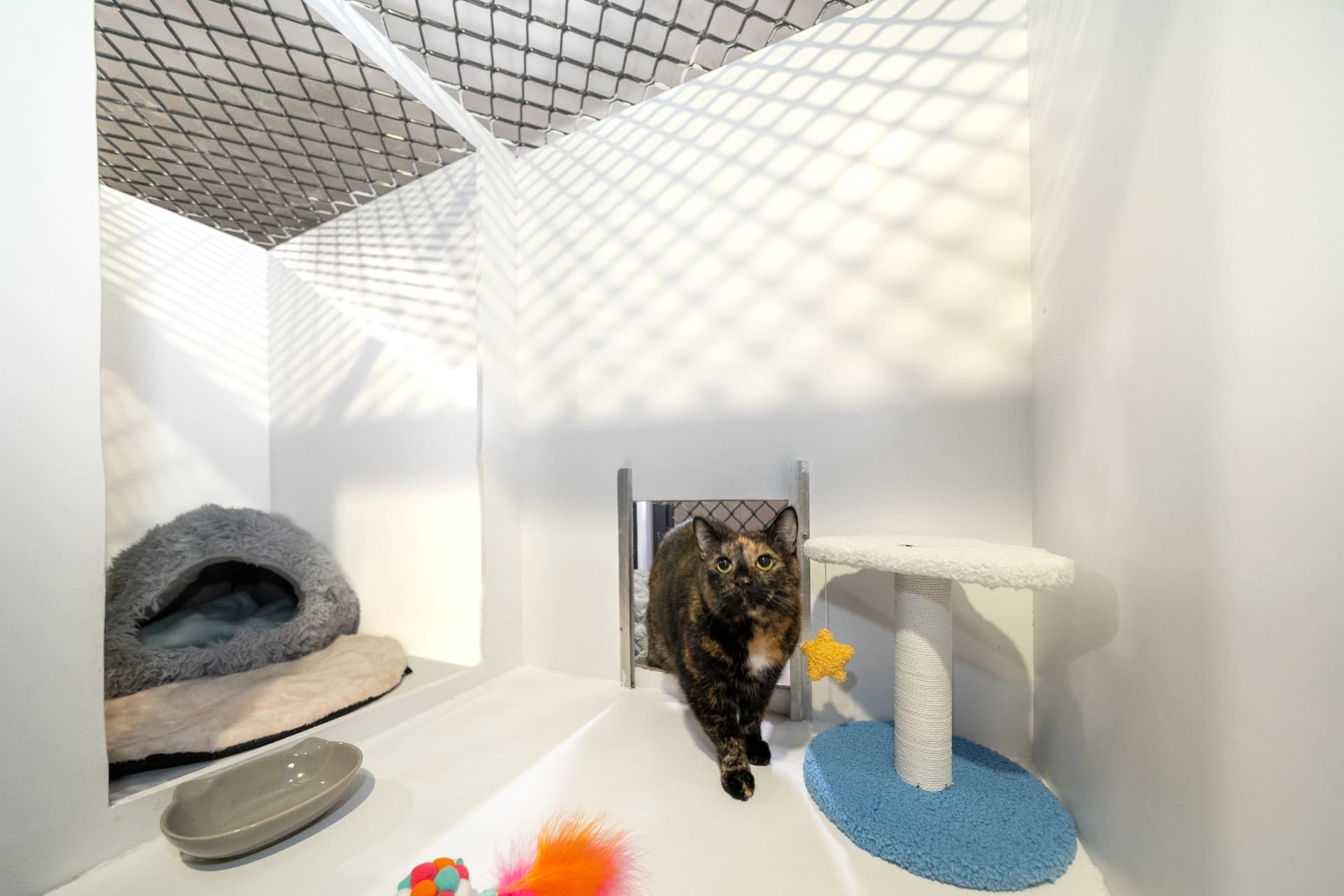 Classic Cat Room image 1