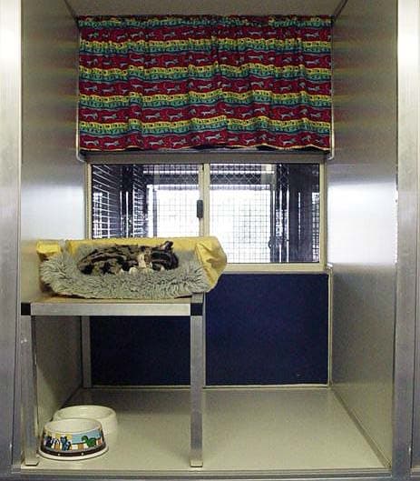 Deluxe Cat Suites image 2