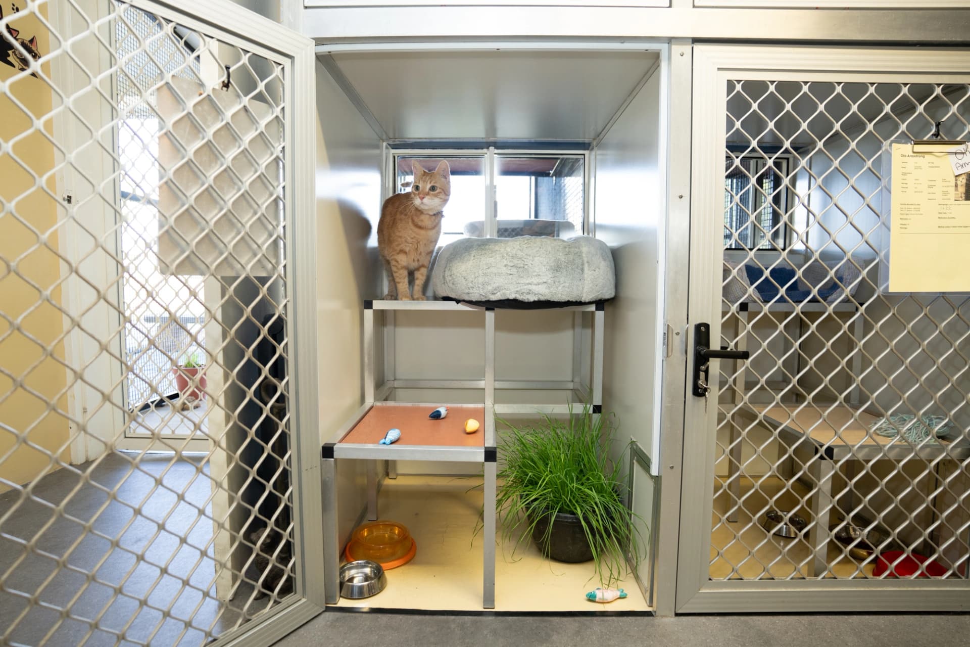 Deluxe Cat Suites image 1