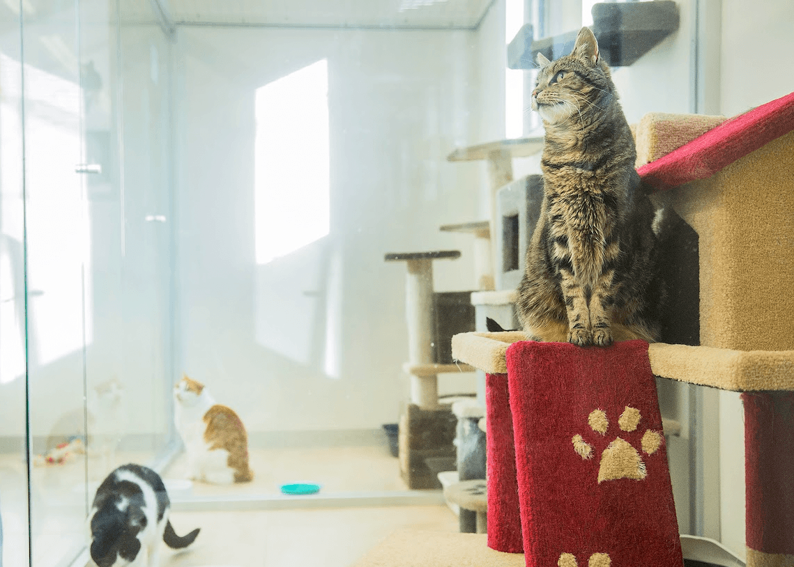 Cat Penthouse Suite image