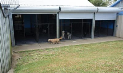 Doggy Dorm image 3
