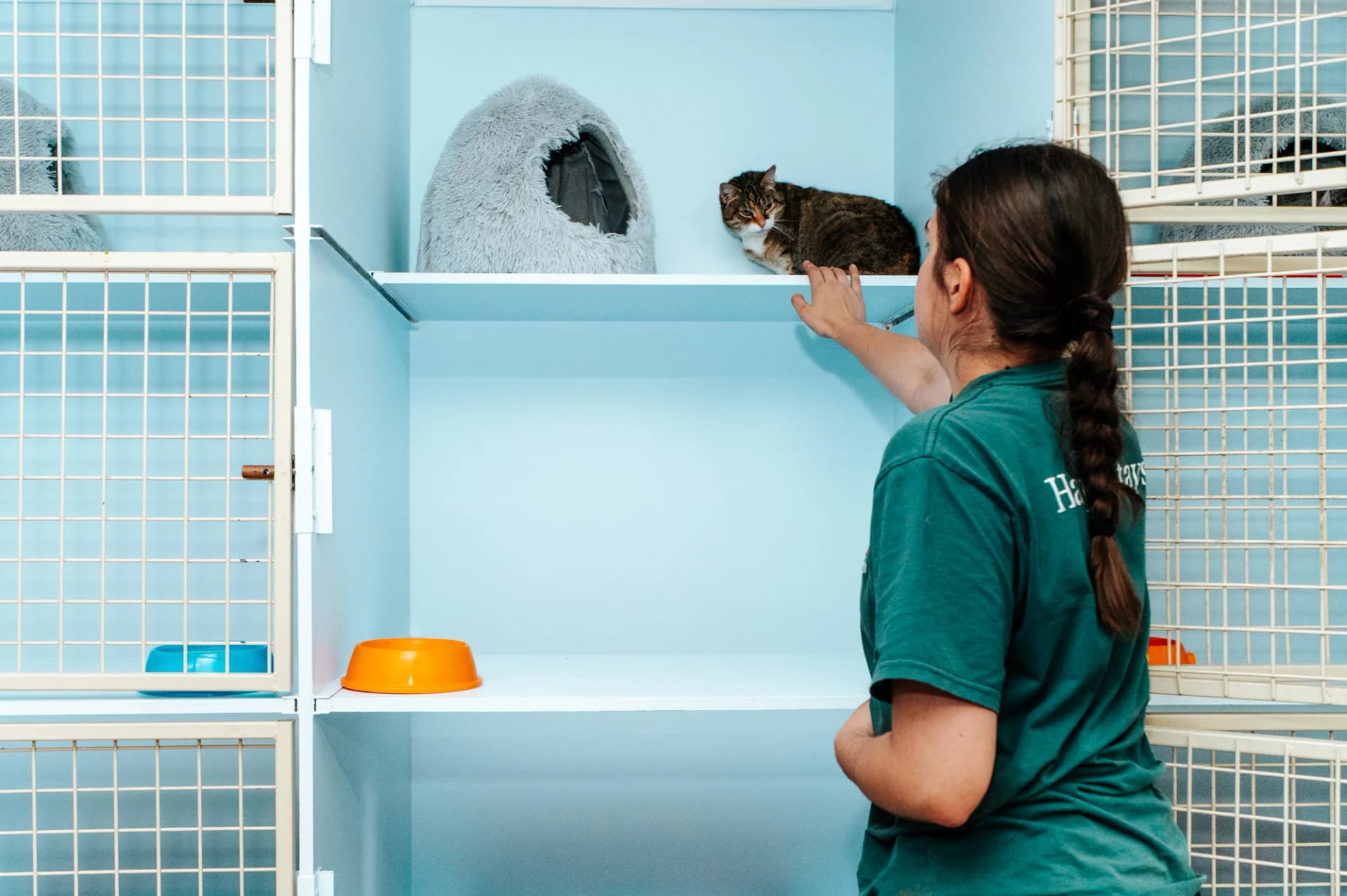 Classic Cat Room image 2