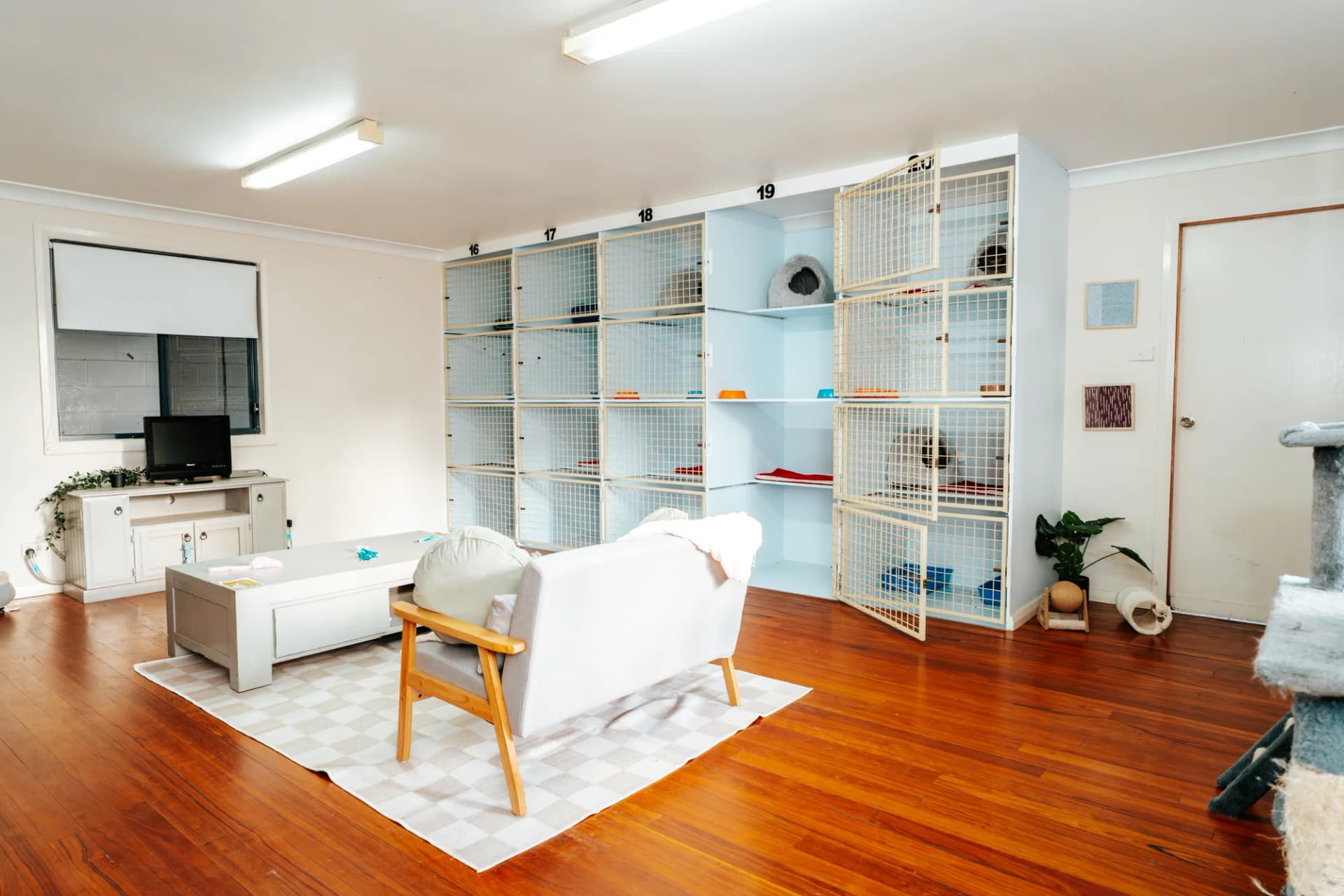 Classic Cat Room image 3