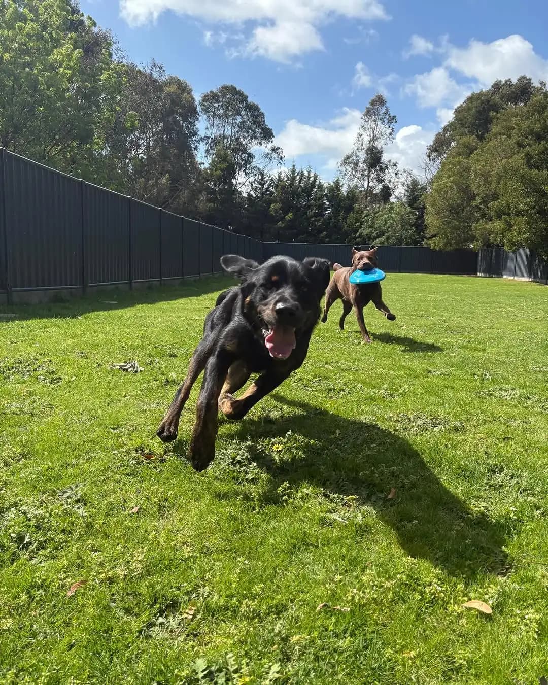 Paddock Playtime image