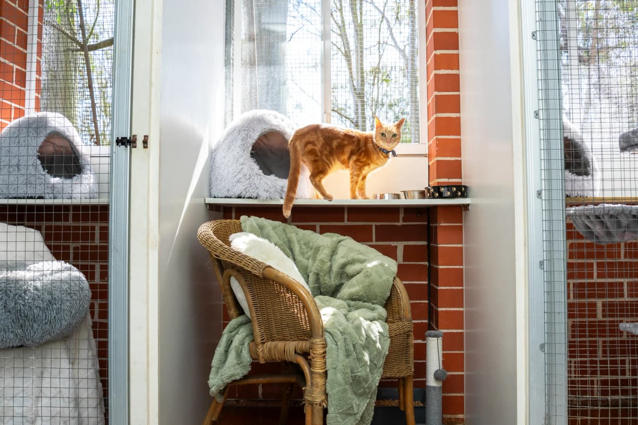 Classic Cat Room image 1