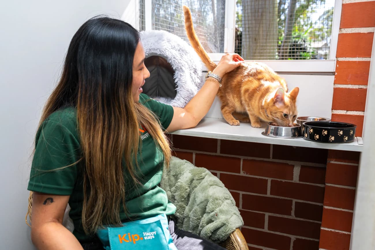 Classic Cat Room image 5