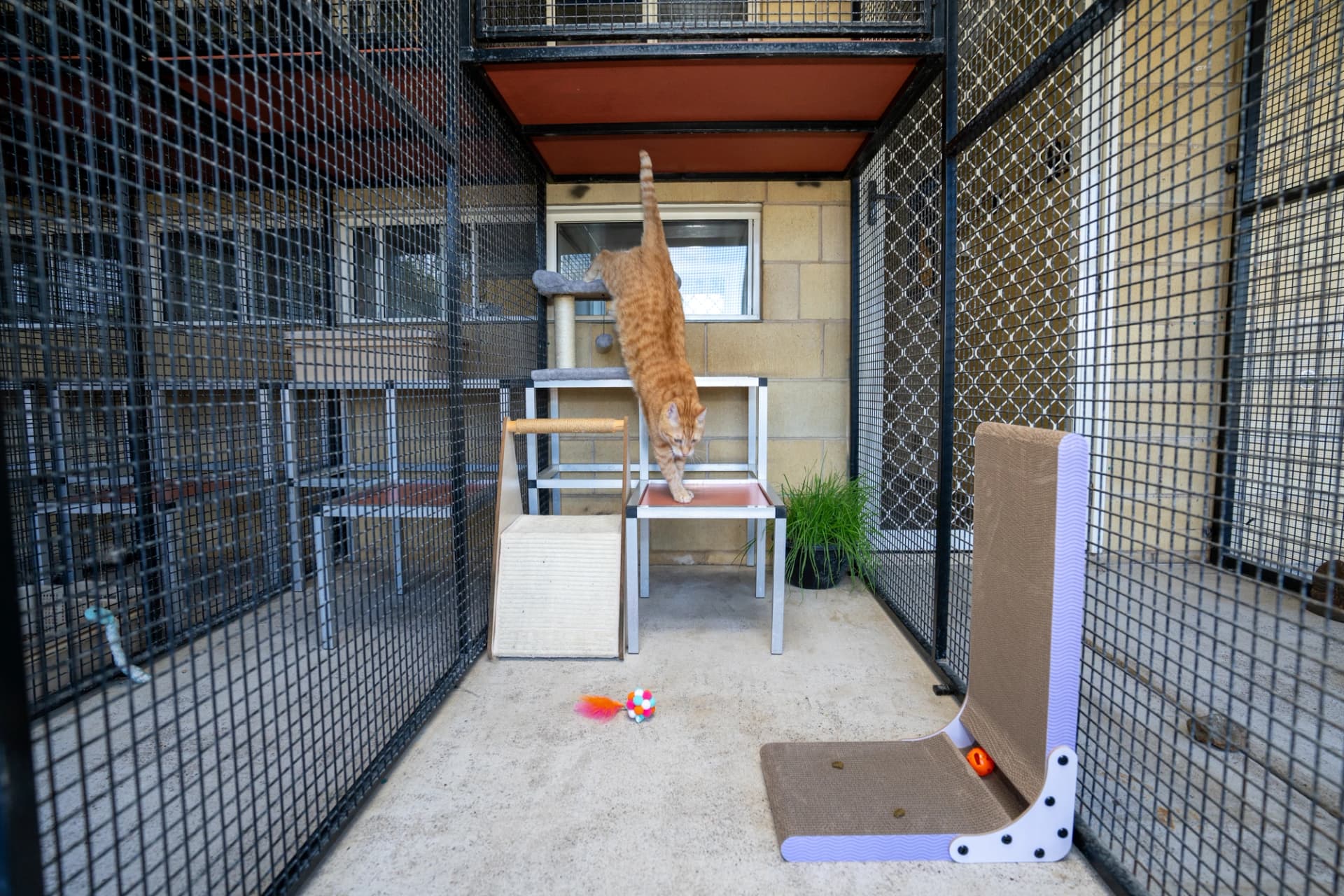 Deluxe Cat Suites image 3