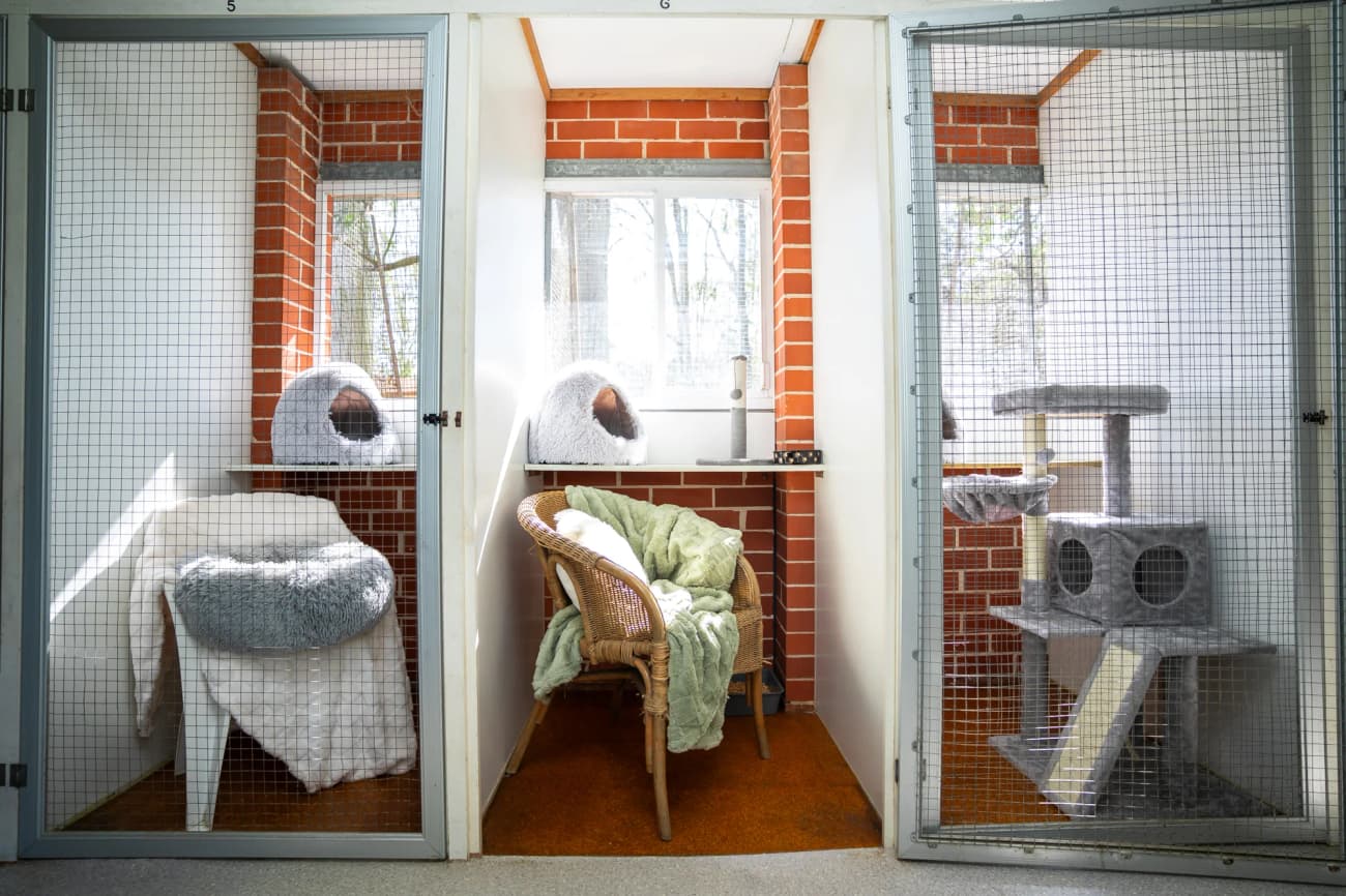 Classic Cat Room image 2