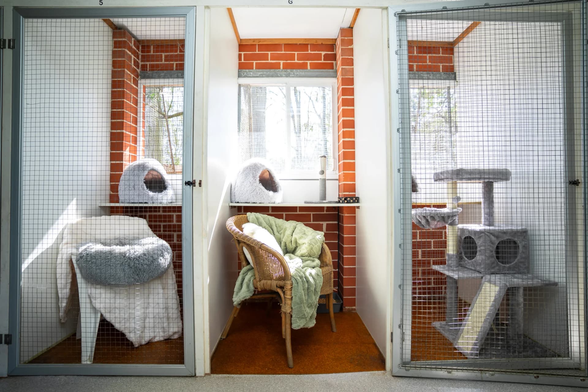 Classic Cat Room image 2