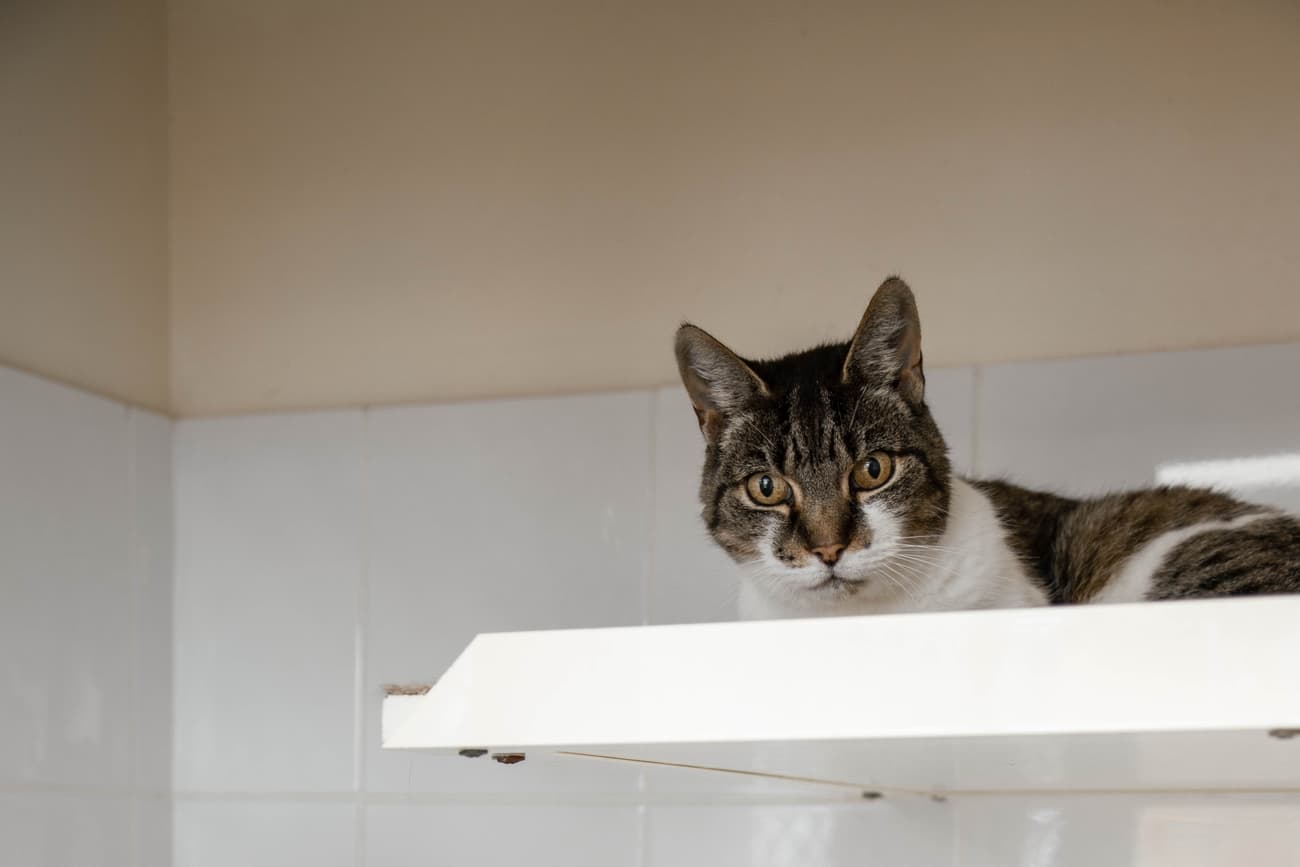 Classic Cat Room image