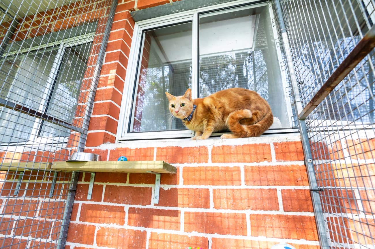 Classic Cat Room image 3