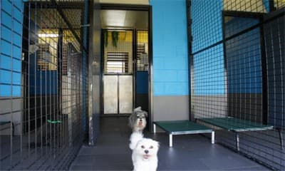 Doggy Dorm image 2