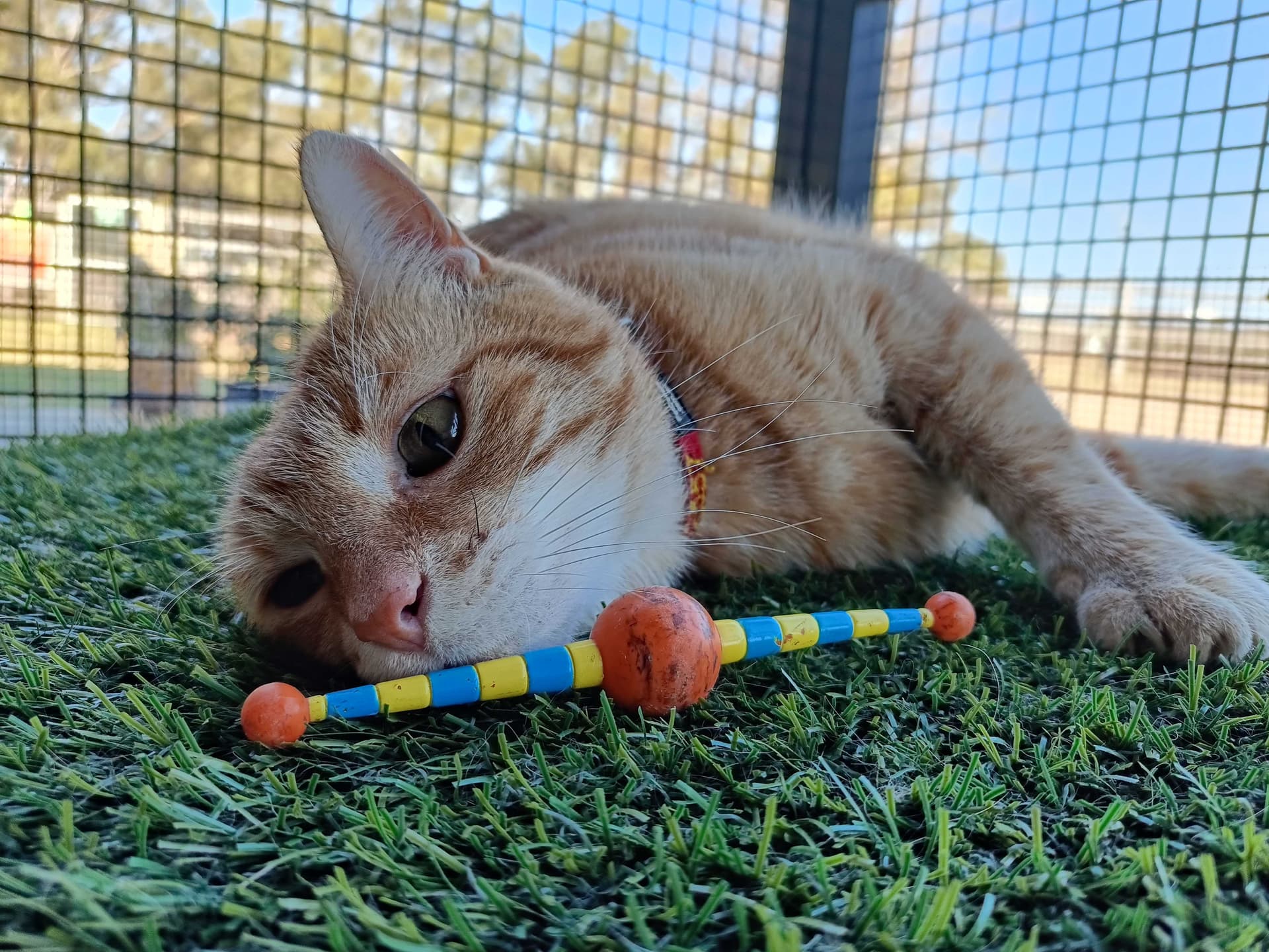 Deluxe Cat Suites image 2